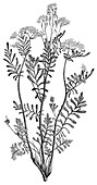 Sisymbrium flowering plant,19th century