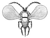 Aspidiotus insect male,19th century
