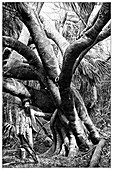 Balata rubber tree,19th century