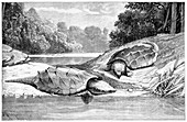 Snapping turtles,19th century