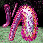 Ebola virus particles,artwork