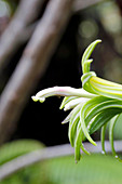 Clermontia lindseyana flower