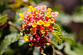 Wild sage (Lantana camara) in flower