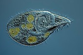 Ciliate protozoan,light micrograph