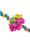 DNA clamp and DNA,molecular model