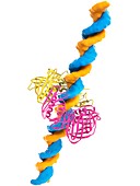 DNA clamp and DNA,molecular model