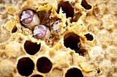 Bee hive health check