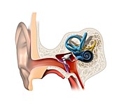 Human ear anatomy,artwork