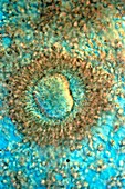 Mature oocyte,light micrograph