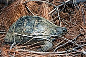 Tortoise in a forest