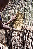 Building a maasai hut