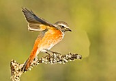 Redstart (Phoenicurus phoenicurus