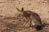 sand fox (Vulpes rueppellii)