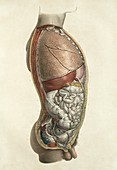 Thorax and abdomen,1839 artwork