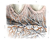 Gum anatomy,1839 artwork