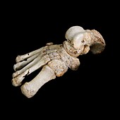 Homo heidelbergensis fossil foot bones