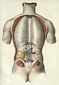 Pleura and peritoneum, 1839 artwork