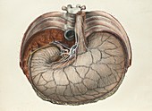 Stomach and liver,1839 artwork
