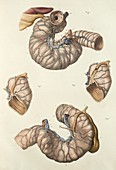 Small intestine,1839 artwork