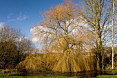 Willow (Salix sepulcralis 'Chrysocoma')