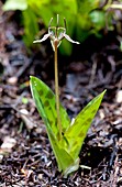 Fetid adderstongue (Scoliopus bigelovii)