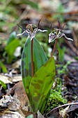 Fetid adderstongue (Scoliopus bigelovii)