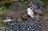 Common frogs mating amongst frogspawn