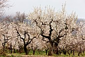 Almond (Prunus amygdalus) tree orchard