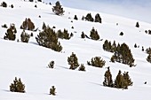 Mountain pine (Pinus mugo) trees in snow