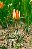 Orange wild tulip (Tulipa orphanidea)