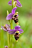 Bee orchid (Ophrys orphanidea) in flower