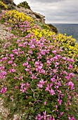 Sulla (Hedysarum glomeratum) in flower