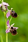 Bee orchid (Ophrys chestermannii)