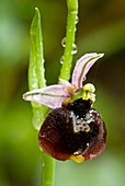 Bee orchid (Ophrys chestermannii)