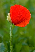 Field poppy (Papaver rhoeas) flower