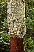 Managed cork oak (Quercus suber) tree