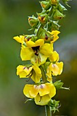 Mullein (Verbascum creticum) in flower