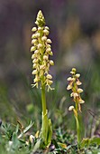 Man orchids (Orchis anthropophora)