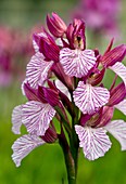 Butterfly orchid (Orchis papilionacea)