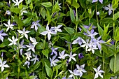 Periwinkle (Vinca difformis sardoa)