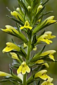Yellow bartsia (Parentucellia viscosa)