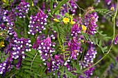 Narrow-leaved vetch (Vicia tenuifolia)