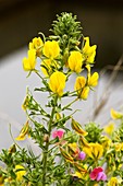 Large yellow restharrow (Ononis natrix)