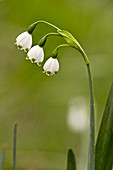 Leucojum aestivum pulchellum in flower