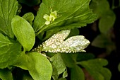 Rust fungus on moschatel