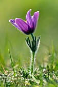 Pasque flower (Pulsatilla vulgaris)