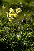 False oxlip (Primula x polyantha)