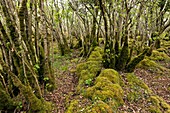 Hazel (Corylus sp.) woodland,Ireland