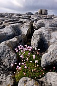 Thrift (Armeria maritima) on limestone