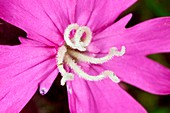 Red campion (Silene dioica) flower